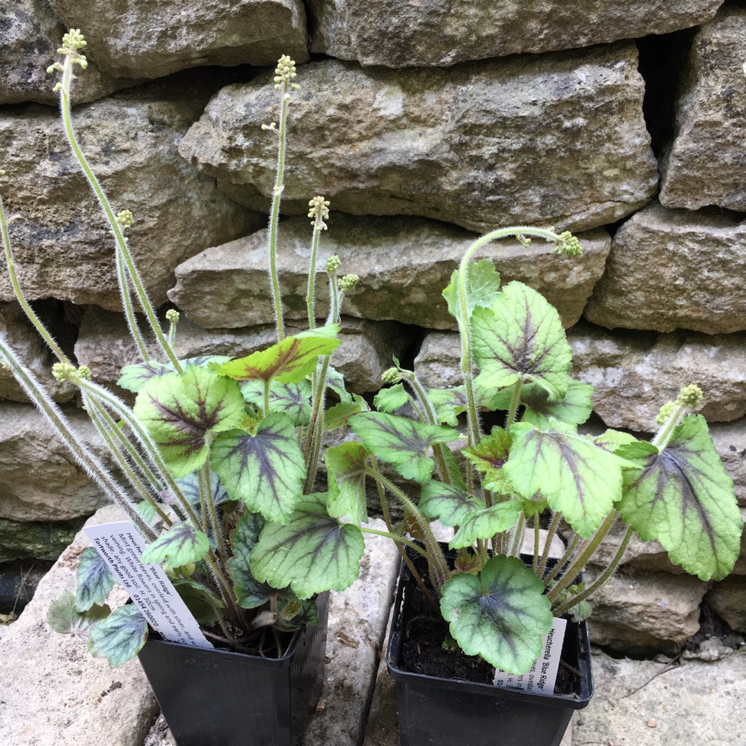 x Heucherella Blue Ridge in the GardenTags plant encyclopedia Foamy Bells Blue Ridge in the GardenTags plant encyclopedia
