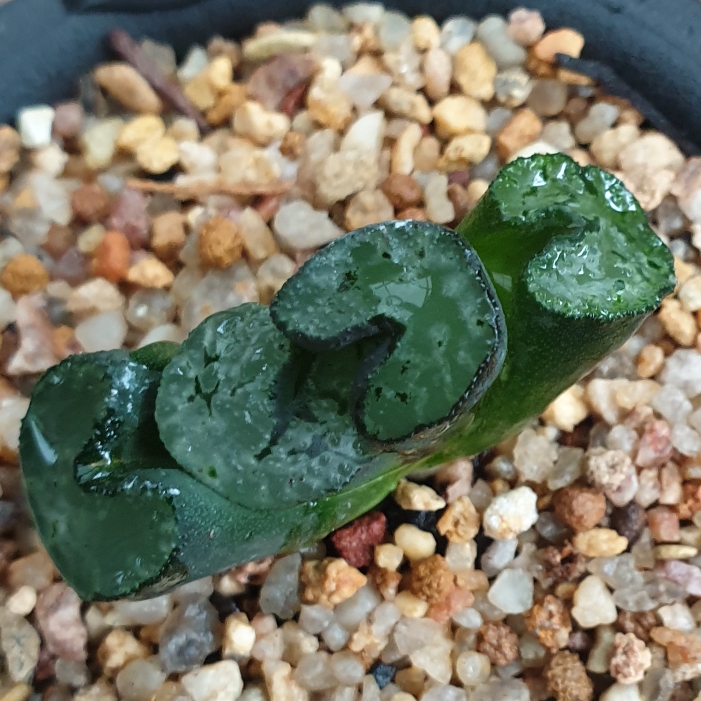 Haworthia Truncata LS155 in the GardenTags plant encyclopedia Haworthia Truncata LS155 in the GardenTags plant encyclopedia
