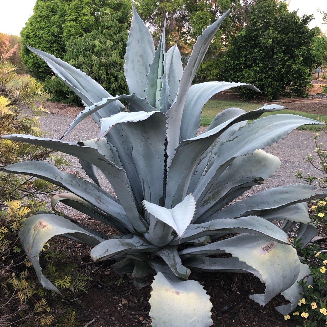 Agave Beauleriana in the GardenTags plant encyclopedia Agave Beauleriana in the GardenTags plant encyclopedia