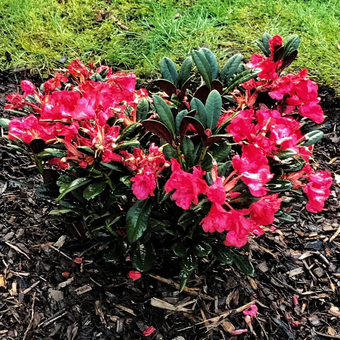 Rhododendron Burletta in the GardenTags plant encyclopedia Rhododendron Burletta in the GardenTags plant encyclopedia
