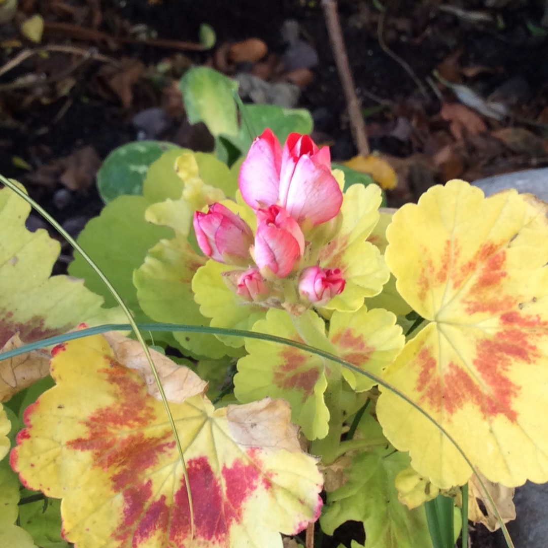 Pelargonium Occold Shield in the GardenTags plant encyclopedia Pelargonium Occold Shield (Dwarf Coloured Double) in the GardenTags plant encyclopedia