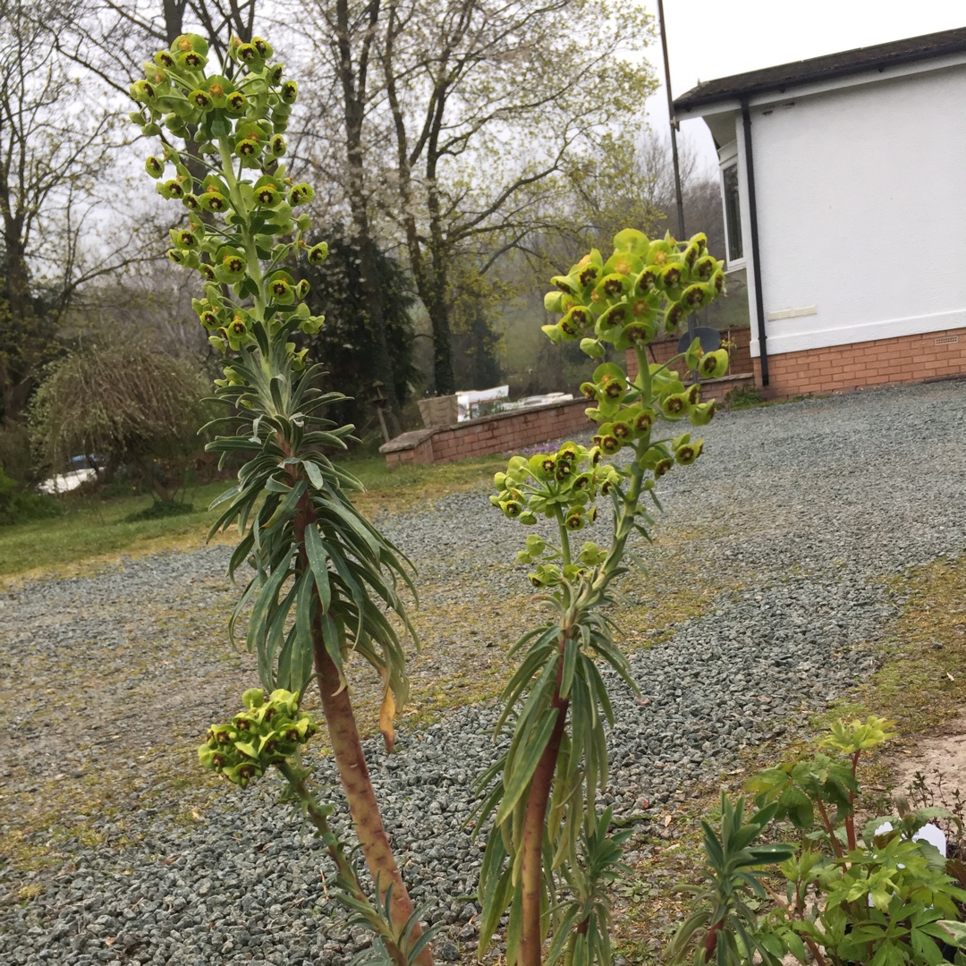 Euphorbia characias Blue Wonder in the GardenTags plant encyclopedia Mediterranean Spurge Blue Wonder in the GardenTags plant encyclopedia