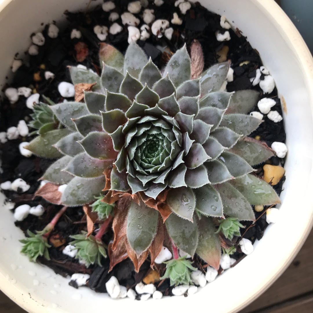Sempervivum Greyolla in the GardenTags plant encyclopedia Sempervivum Greyolla in the GardenTags plant encyclopedia