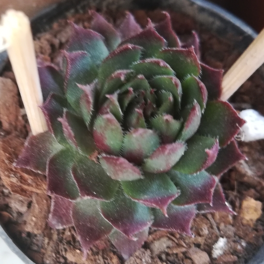 Sempervivum Royal Ruby in the GardenTags plant encyclopedia Sempervivum Royal Ruby in the GardenTags plant encyclopedia