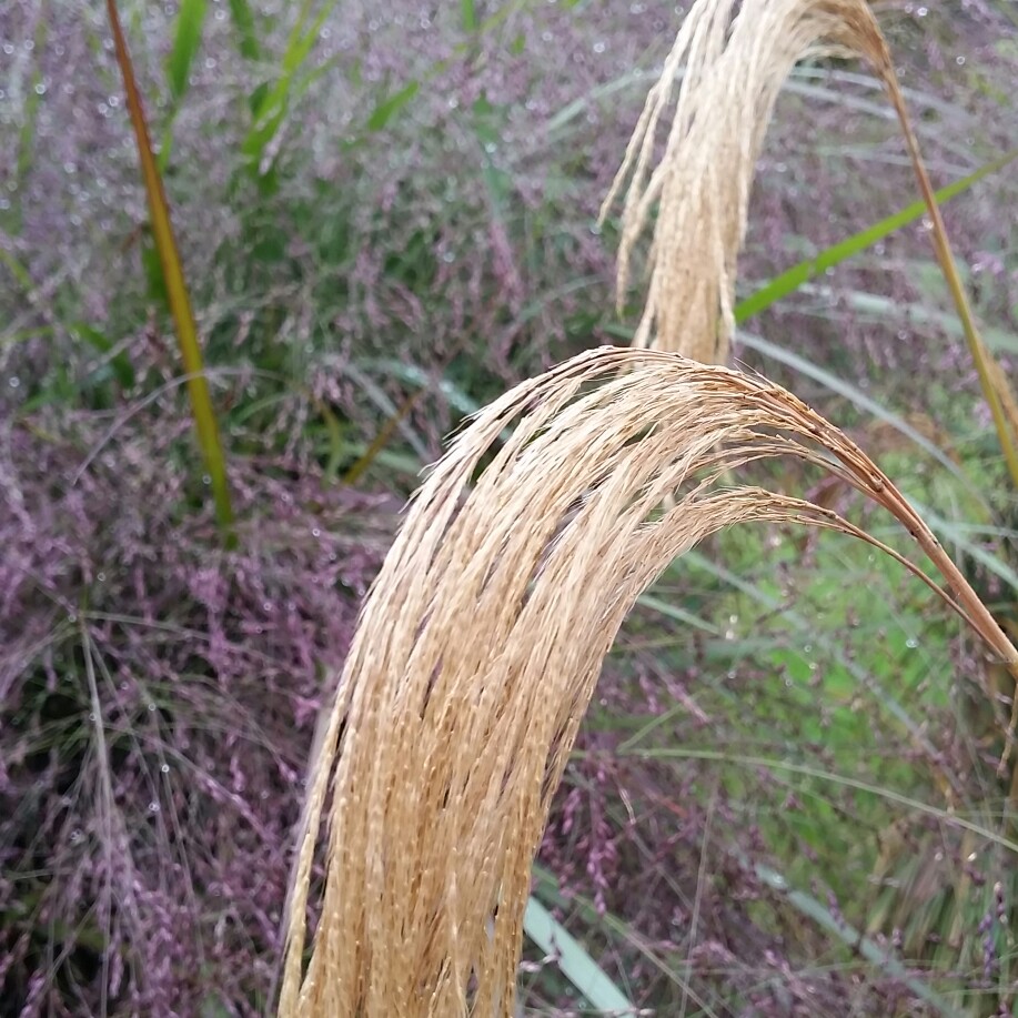 Miscanthus nepalensis in the GardenTags plant encyclopedia Himilayan Fairy Grass in the GardenTags plant encyclopedia