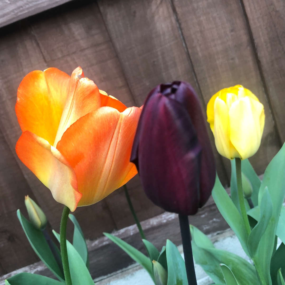 Tulipa Continental in the GardenTags plant encyclopedia Tulip Continental (Triumph) in the GardenTags plant encyclopedia