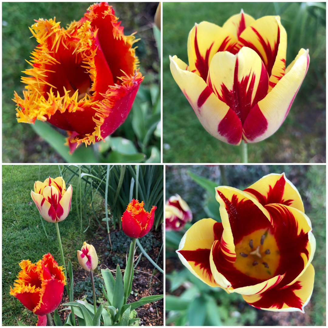Tulipa Davenport in the GardenTags plant encyclopedia Tulip Davenport (Fringed) in the GardenTags plant encyclopedia