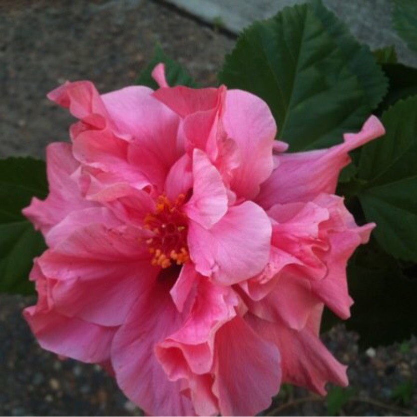 Hibiscus rosa-sinensis Kona in the GardenTags plant encyclopedia Tropical Hibiscus Kona in the GardenTags plant encyclopedia