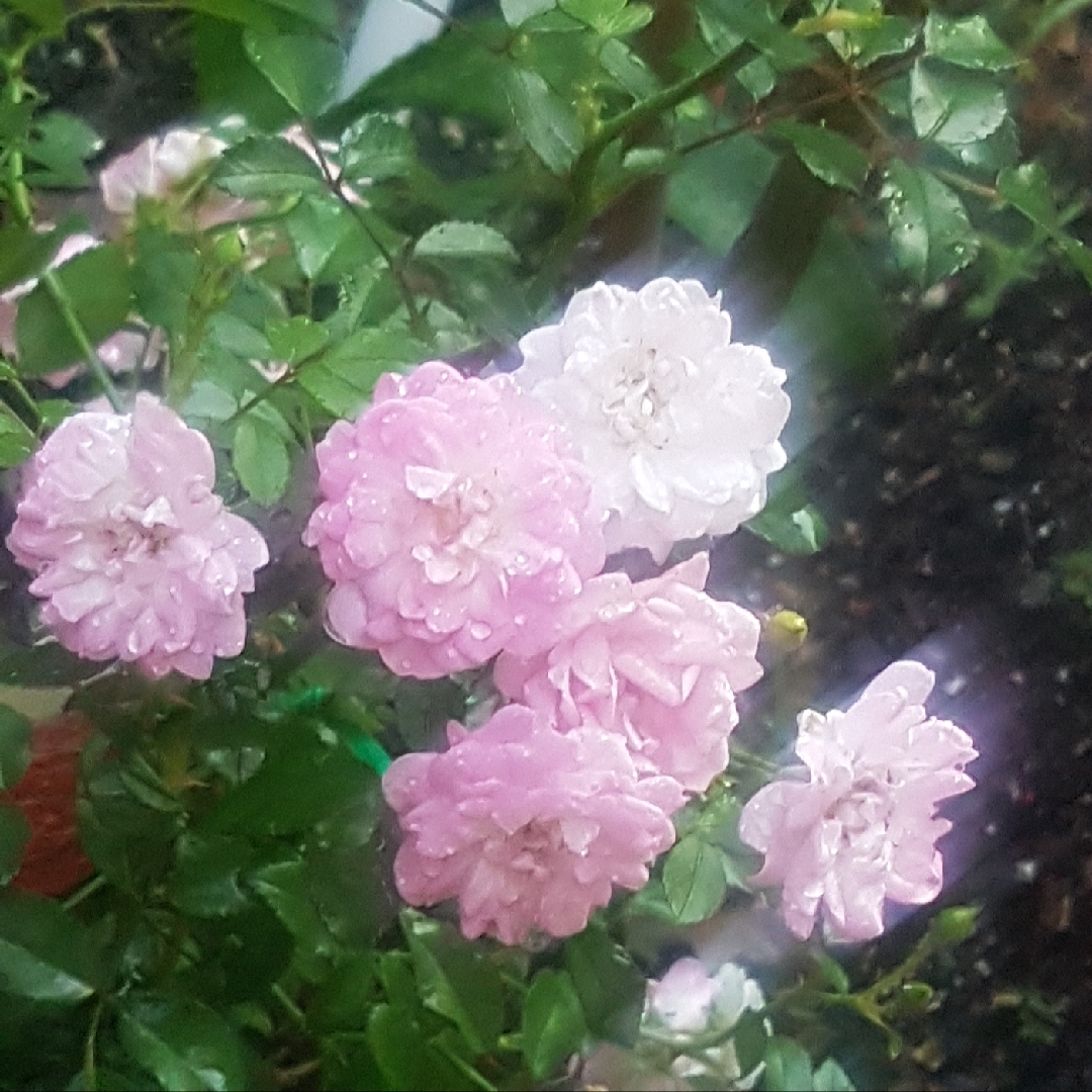 Rosa Dorothy Perkins in the GardenTags plant encyclopedia Rose Dorothy Perkins (Rambler) in the GardenTags plant encyclopedia