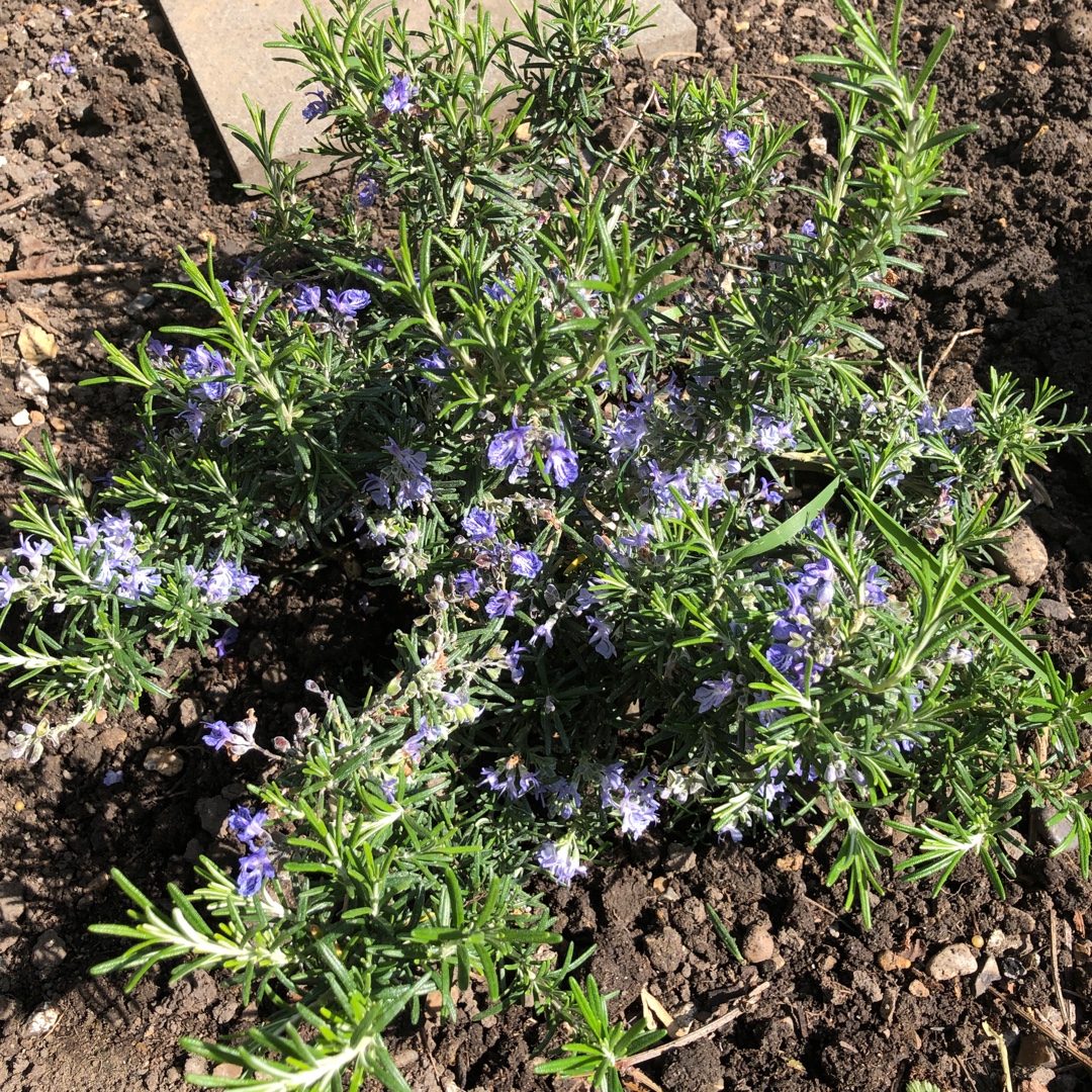 Salvia rosmarinus Severn Sea syn. Rosmarinus officinalis Severn Sea in the GardenTags plant encyclopedia Rosemary Severn Sea in the GardenTags plant encyclopedia