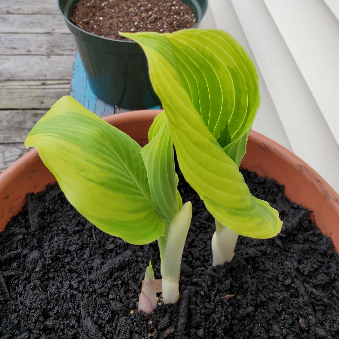 Hosta The King in the GardenTags plant encyclopedia Plantain Lily The King in the GardenTags plant encyclopedia