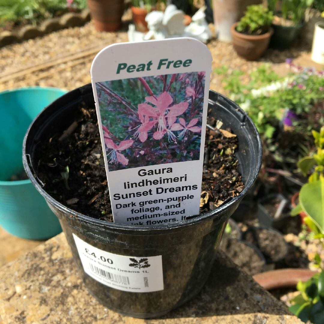 Oenothera lindheimeri Sunset Dreams syn. Gaura lindheimeri Sunset Dreams in the GardenTags plant encyclopedia Lindheimers Beeblossom Sunset Dreams in the GardenTags plant encyclopedia