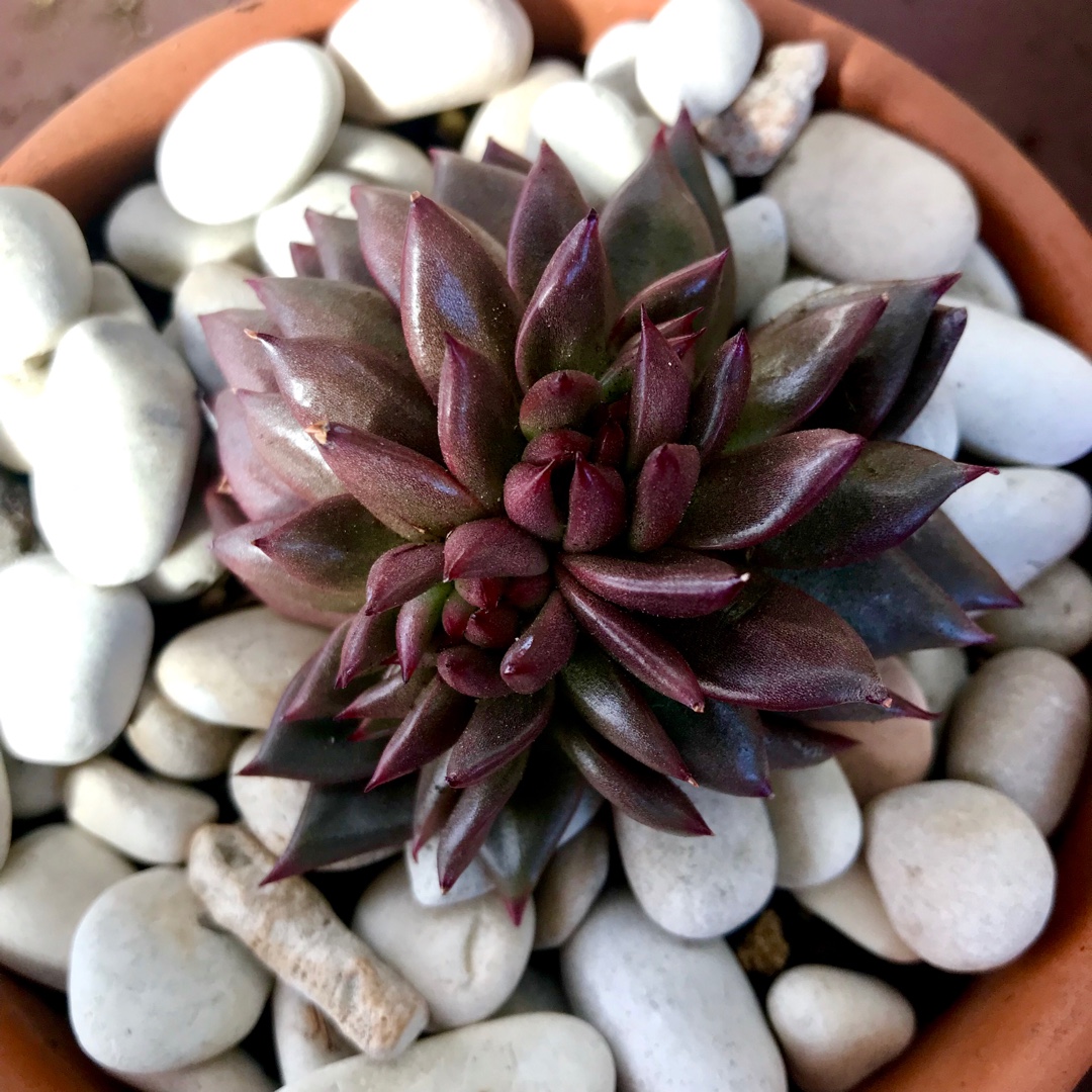 Echeveria Agavoides Romeo Cristata in the GardenTags plant encyclopedia Echeveria Agavoides Romeo Crested Form in the GardenTags plant encyclopedia