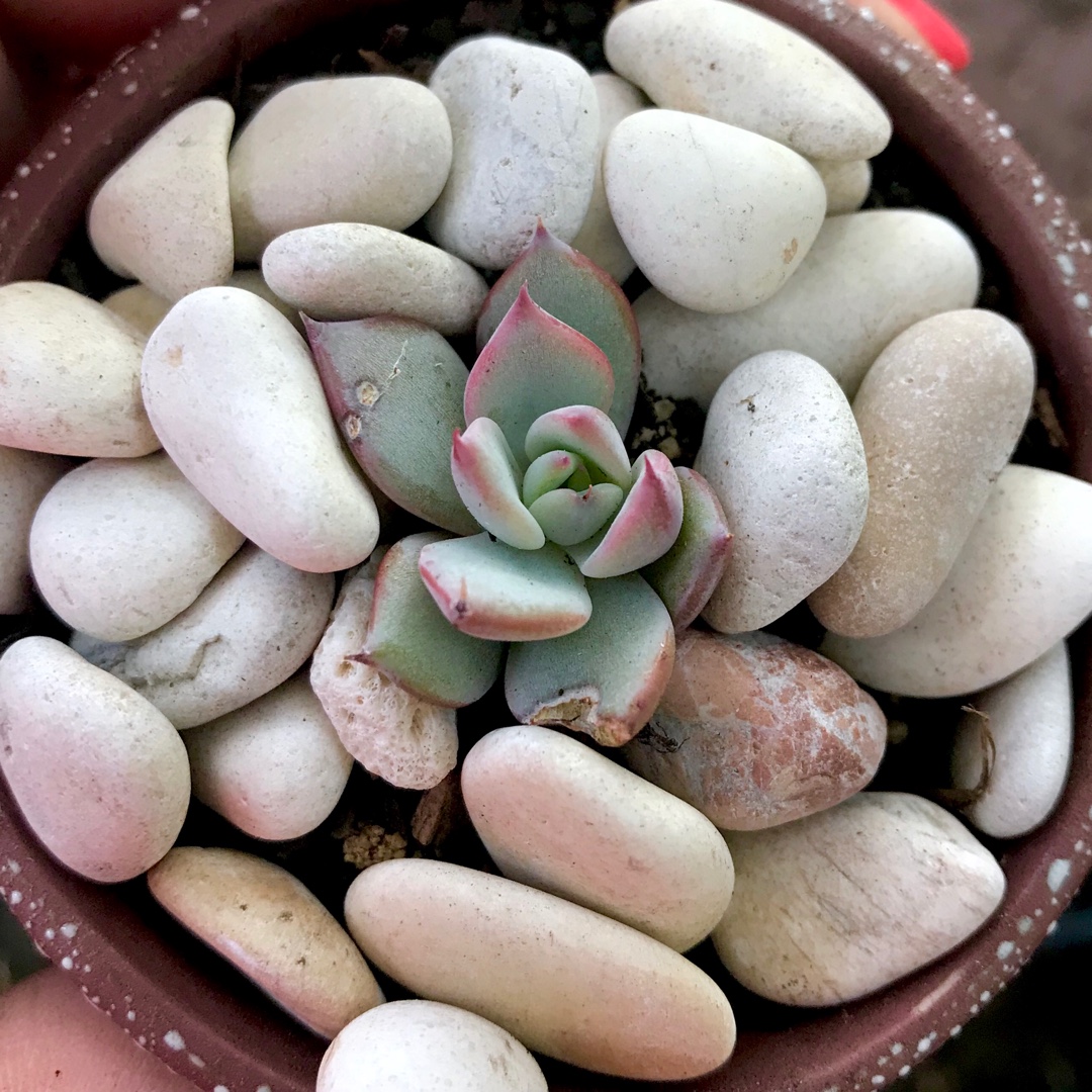 Echeveria Laurensis X Elegans in the GardenTags plant encyclopedia Echeveria Laurensis X Elegans in the GardenTags plant encyclopedia