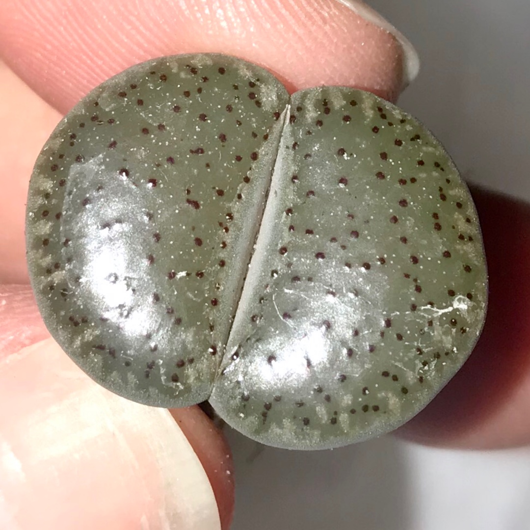 Lithops Verruculosa Innae C157 in the GardenTags plant encyclopedia Living Stones Verruculosa Innae C157 in the GardenTags plant encyclopedia