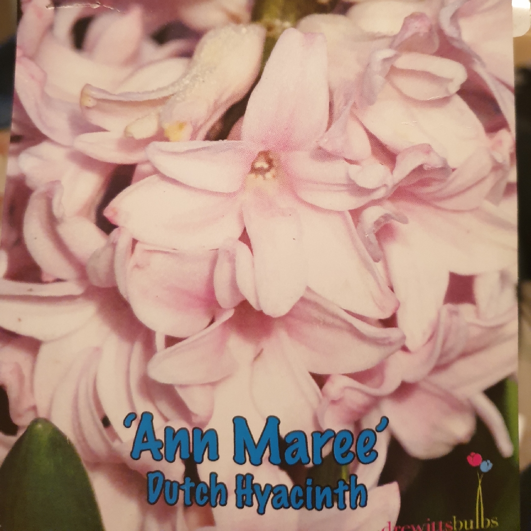 Hyacinthus orientalis Anna Marie in the GardenTags plant encyclopedia Hyacinth Anna Marie in the GardenTags plant encyclopedia