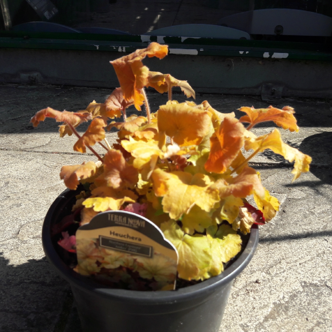 Heuchera Tnheunea (Northern Exposure Series) syn. Heuchera Northern Exposure Amber in the GardenTags plant encyclopedia Alumroot Northern Exposure Amber in the GardenTags plant encyclopedia