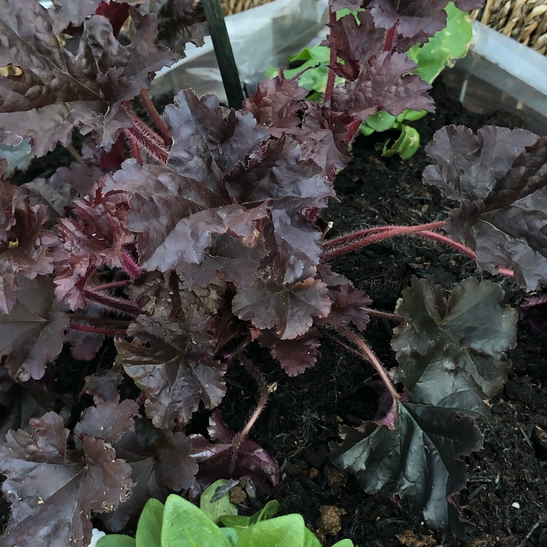 Heuchera Dark Secret in the GardenTags plant encyclopedia Alumroot Dark Secret in the GardenTags plant encyclopedia