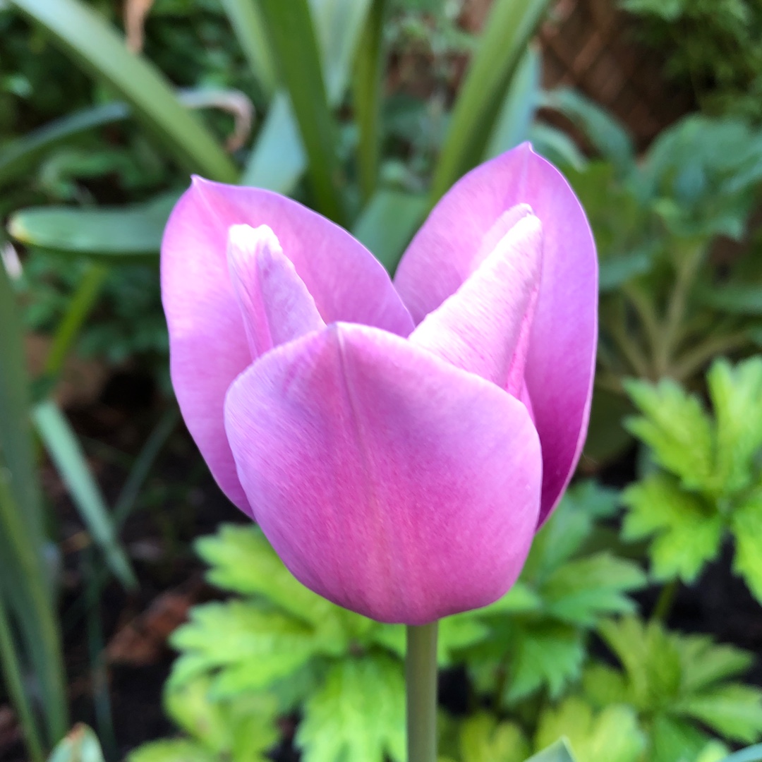Tulipa Violet Beauty in the GardenTags plant encyclopedia Tulip Violet Beauty (Single Late) in the GardenTags plant encyclopedia