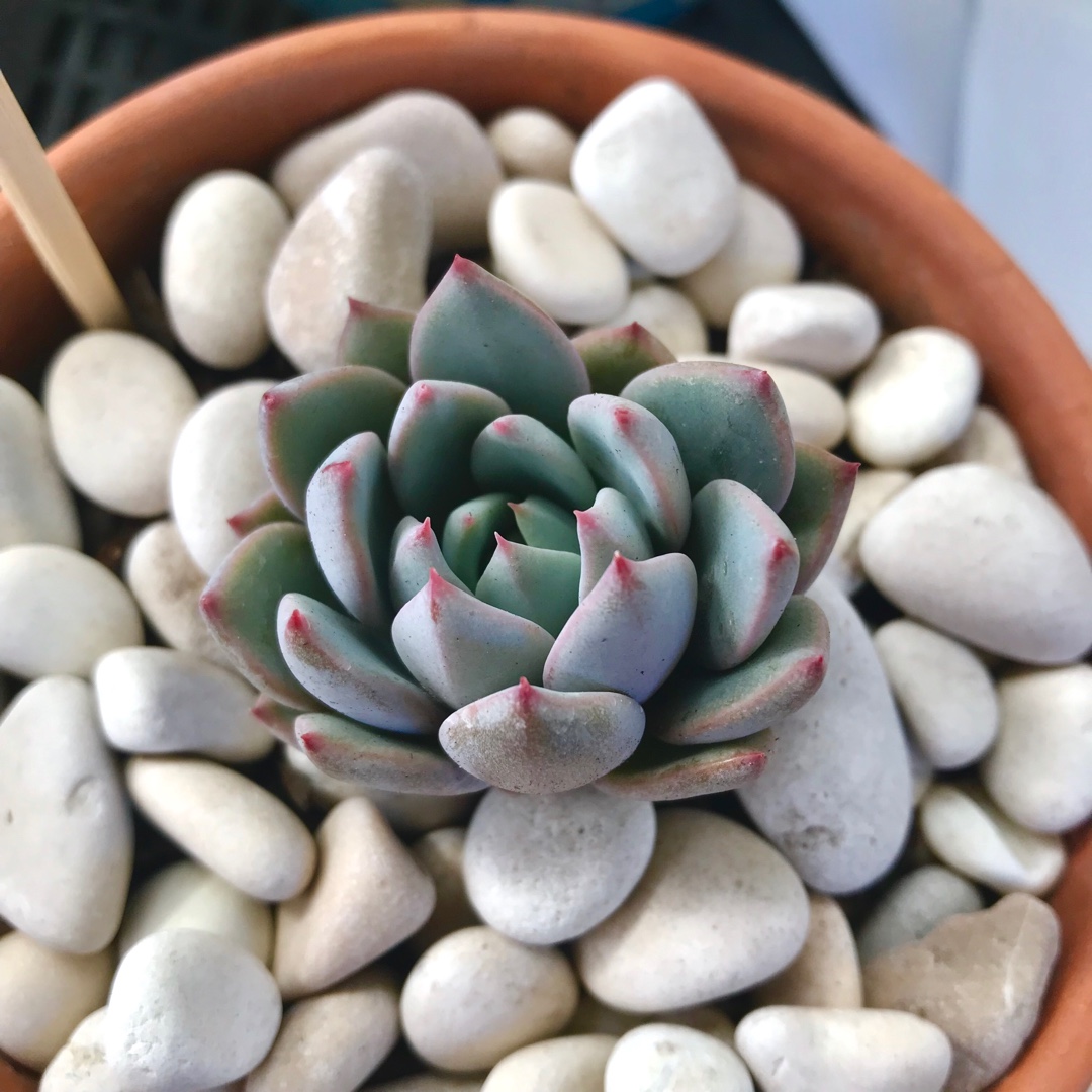 Echeveria Yeomiwol in the GardenTags plant encyclopedia Echeveria Yeomiwol in the GardenTags plant encyclopedia