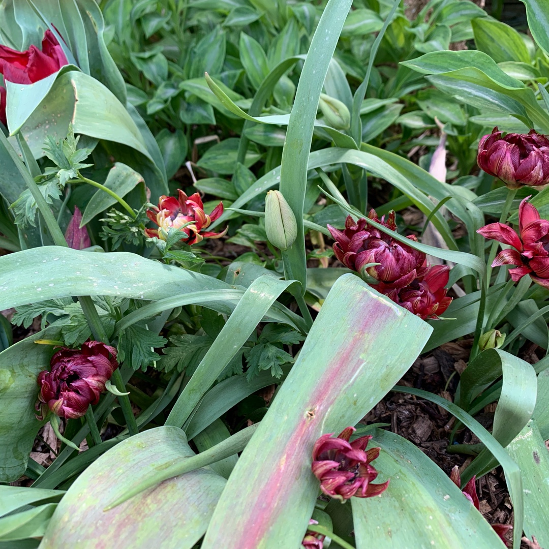 Tulipa humilis Samantha in the GardenTags plant encyclopedia Tulip (Species) Low-growing Tulip Samantha in the GardenTags plant encyclopedia