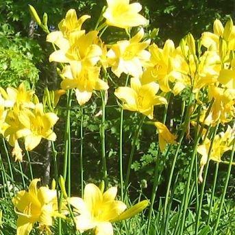 Hemerocallis Green Flutter in the GardenTags plant encyclopedia Daylily Green Flutter in the GardenTags plant encyclopedia