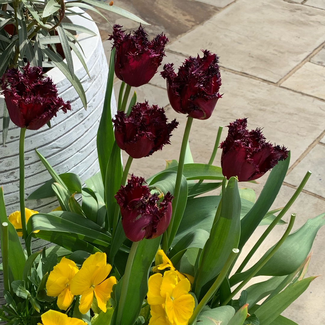 Tulipa Labrador in the GardenTags plant encyclopedia Tulip Labrador (Fringed) in the GardenTags plant encyclopedia