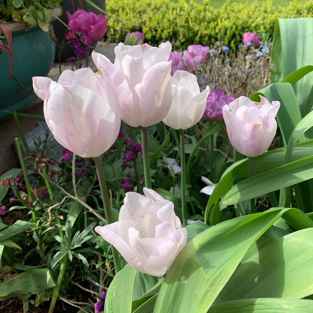 Tulipa Alibi in the GardenTags plant encyclopedia Tulip Alibi (Triumph) in the GardenTags plant encyclopedia