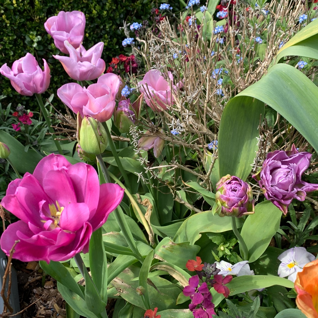 Tulipa Blue Wow in the GardenTags plant encyclopedia Tulip Blue Wow (Double Late) in the GardenTags plant encyclopedia