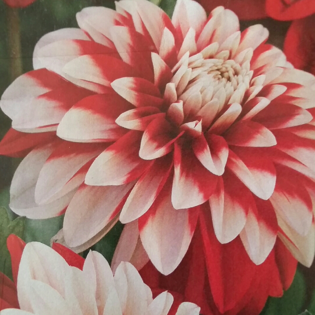 Dahlia Dragons Breath in the GardenTags plant encyclopedia Dahlia Dragons Breath (Decorative) in the GardenTags plant encyclopedia