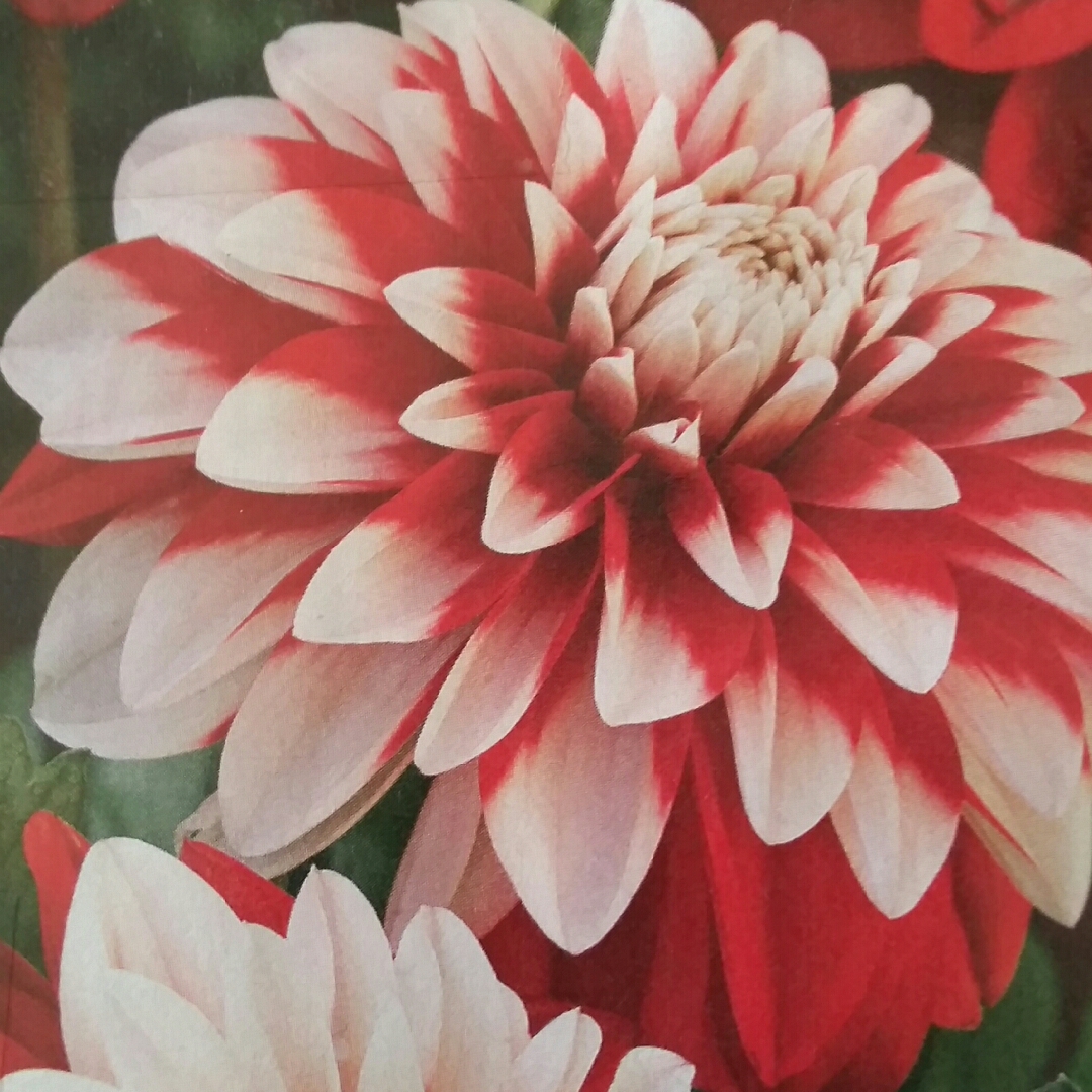 Dahlia Dragon S Breath Dahlia Dragon S Breath Decorative In Gardentags Plant Encyclopedia