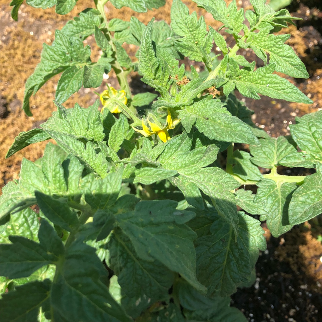 Solanum lycopersicum Patio in the GardenTags plant encyclopedia Tomato Patio in the GardenTags plant encyclopedia