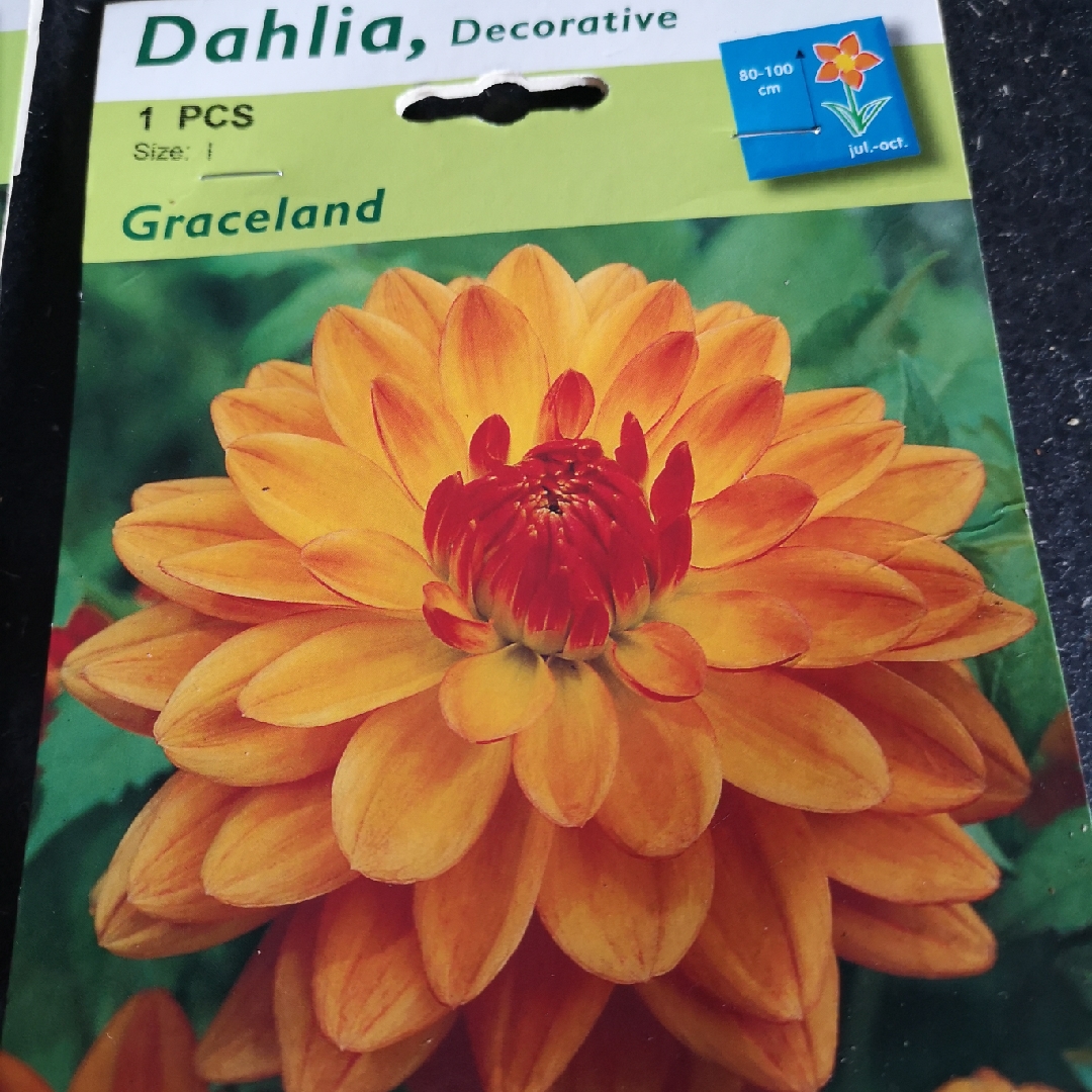 Dahlia Graceland in the GardenTags plant encyclopedia Dahlia Graceland (Decorative) in the GardenTags plant encyclopedia