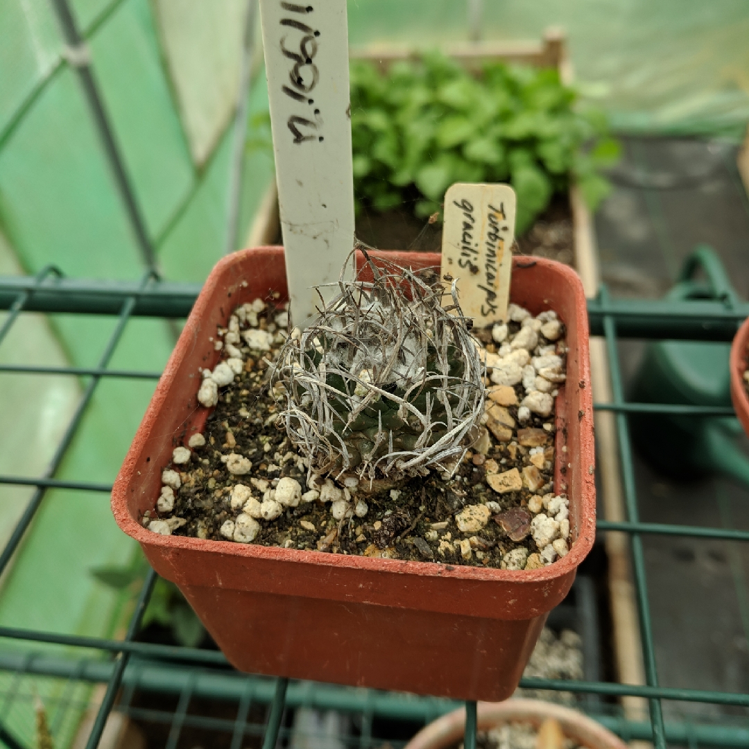 Turbinicarpus schmiedickeanus subsp. gracilis in the GardenTags plant encyclopedia Uñita in the GardenTags plant encyclopedia