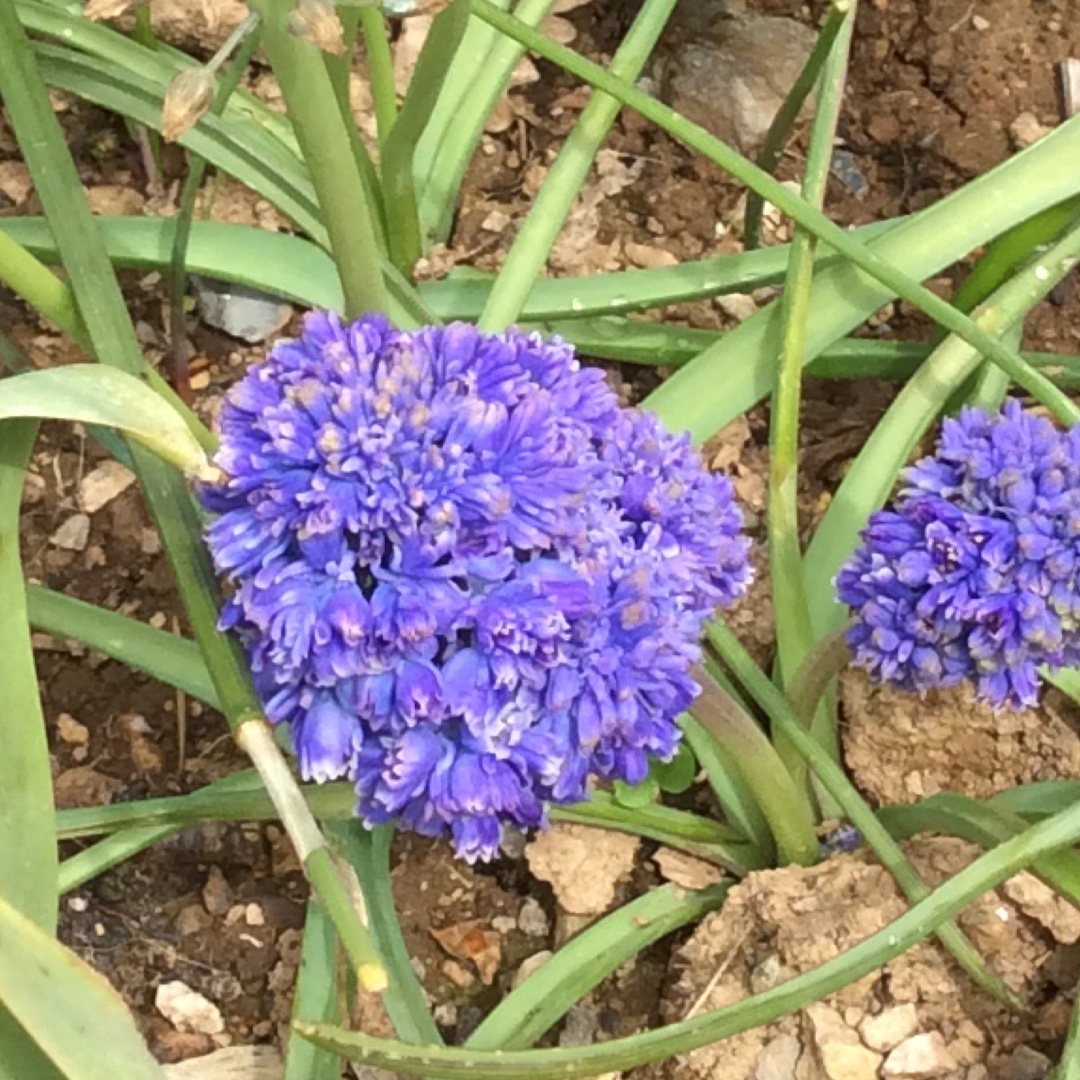 Grape Hyacinth Fantasy Creation in the GardenTags plant encyclopedia
