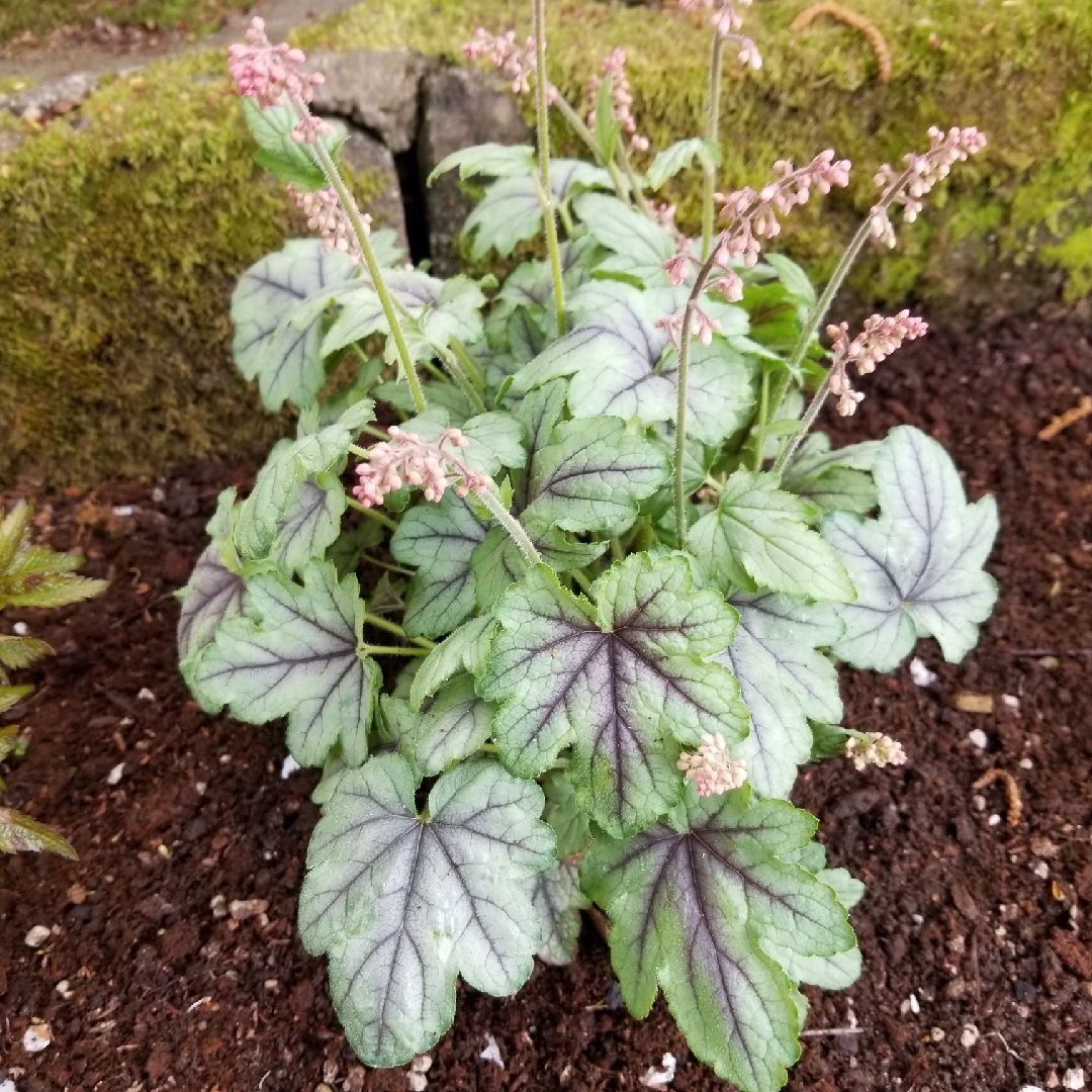 x Heucherella Pink Fizz in the GardenTags plant encyclopedia Foamy Bells Pink Fizz in the GardenTags plant encyclopedia