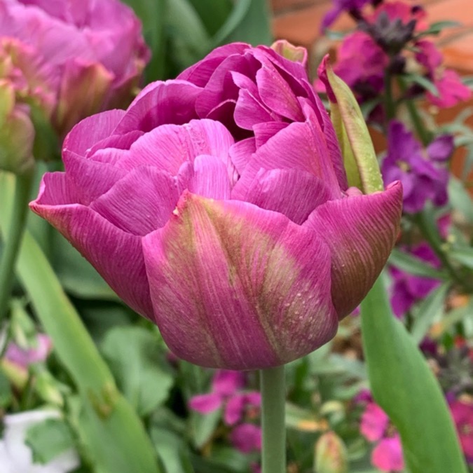 Tulipa Chato in the GardenTags plant encyclopedia Tulip Chato (Double Late) in the GardenTags plant encyclopedia