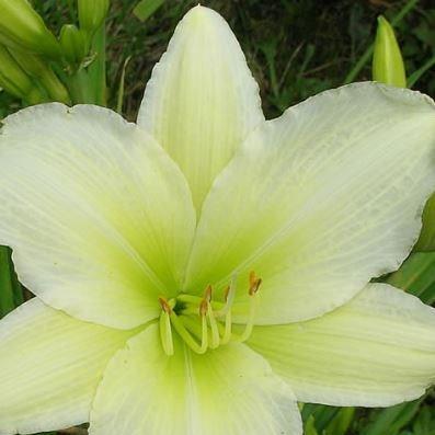 Hemerocallis Light The Way in the GardenTags plant encyclopedia Daylily Light The Way in the GardenTags plant encyclopedia