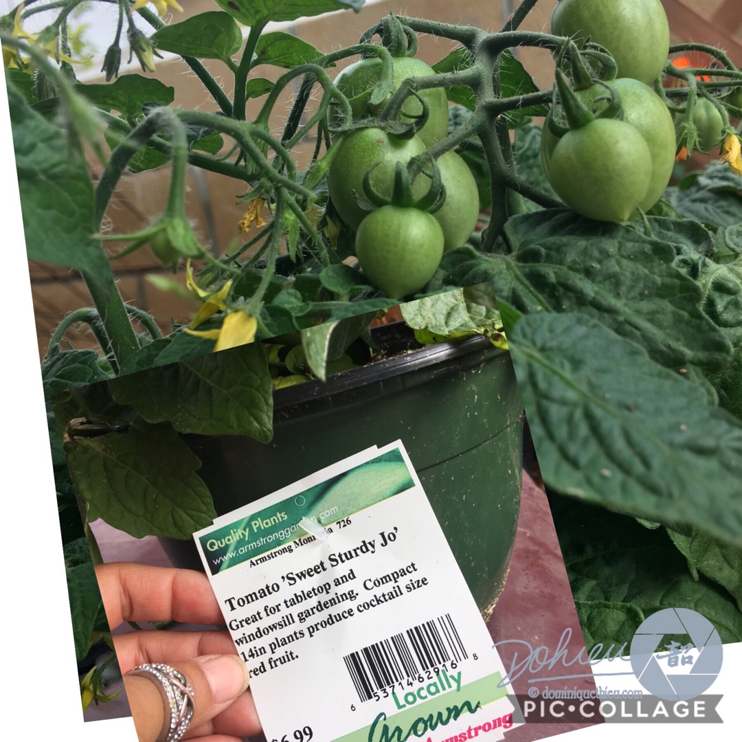 Solanum lycopersicum Sweet Sturdy Jo in the GardenTags plant encyclopedia Tomato Sweet Sturdy Jo in the GardenTags plant encyclopedia
