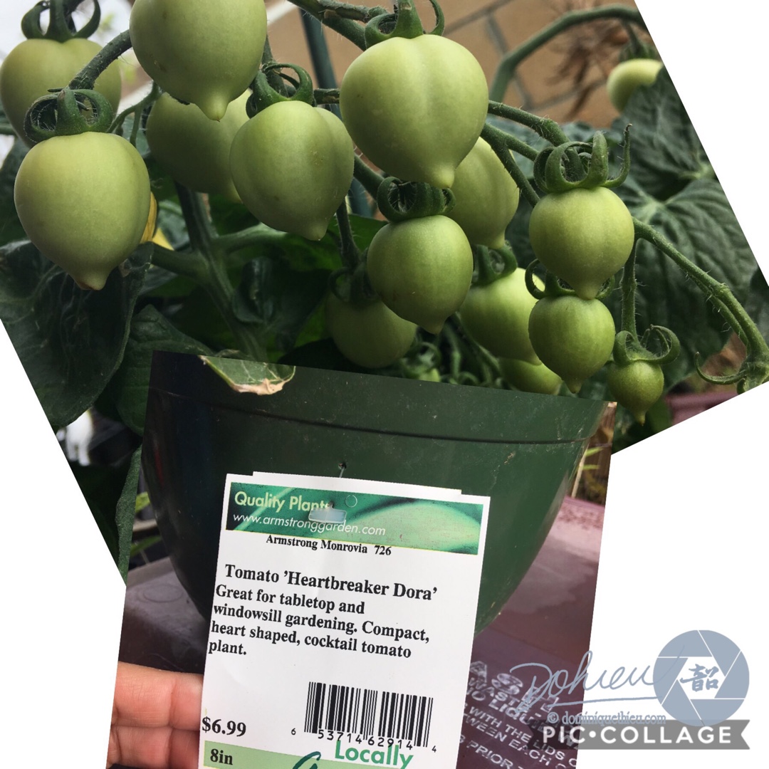 Solanum lycopersicum Heartbreakers Dora syn. Solanum lycopersicum Heartbreaker Dora, Solanum lycopersicum Dora Heartbreaker in the GardenTags plant encyclopedia Tomato Heartbreakers Dora in the GardenTags plant encyclopedia