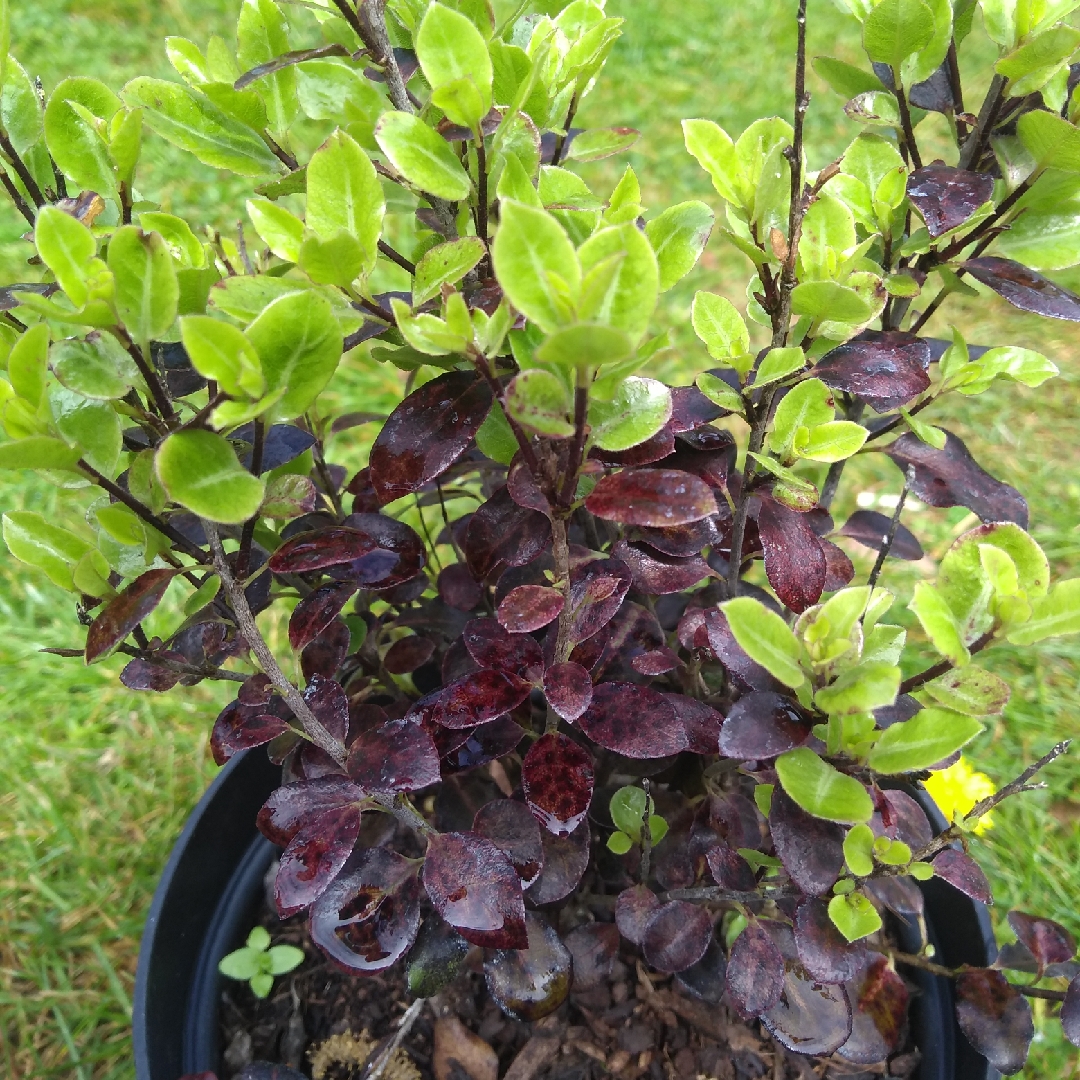 Pittosporum tenuifolium Nuttys Leprechaun in the GardenTags plant encyclopedia New Zealand Pittosporum Nuttys Leprechaun in the GardenTags plant encyclopedia