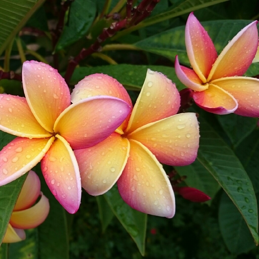 Plumeria rubra 'Sorbet Ripple', Frangipani 'Sorbet Ripple' in ...