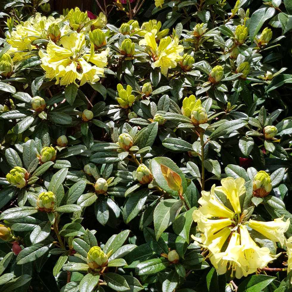Rhododendron (Cowslip Group) Cowslip in the GardenTags plant encyclopedia Rhododendron Cowslip in the GardenTags plant encyclopedia