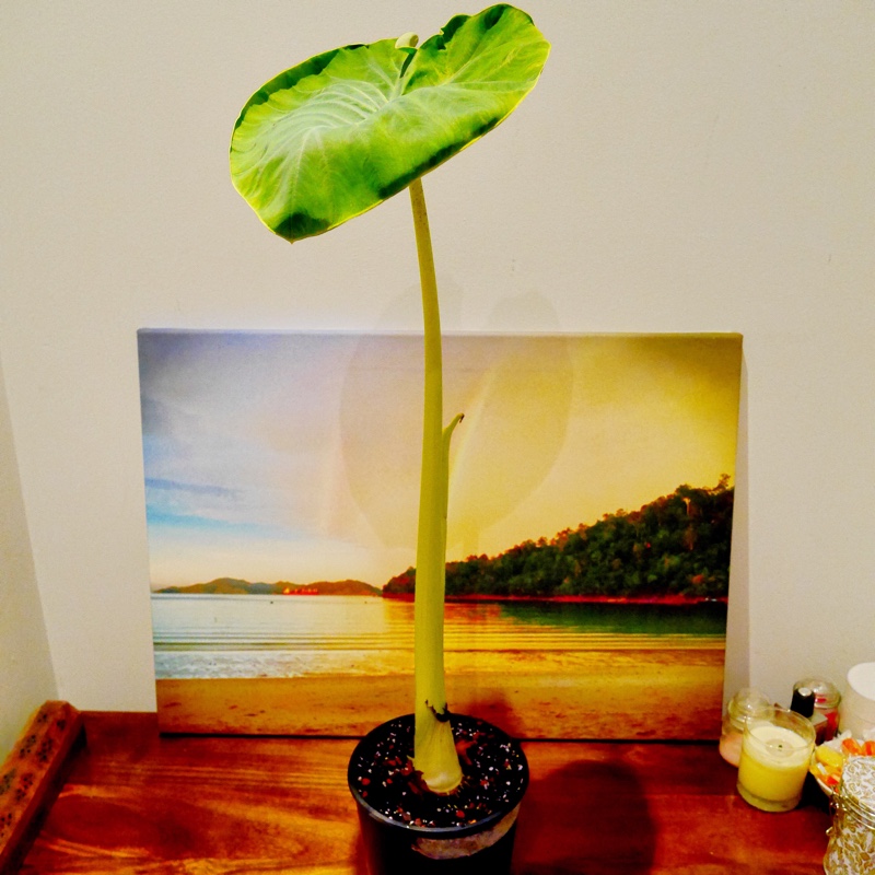 Xanthosoma sagittifolium syn. Xanthosoma atrovirens in the GardenTags plant encyclopedia Arrow Leaf Elephant Ear in the GardenTags plant encyclopedia