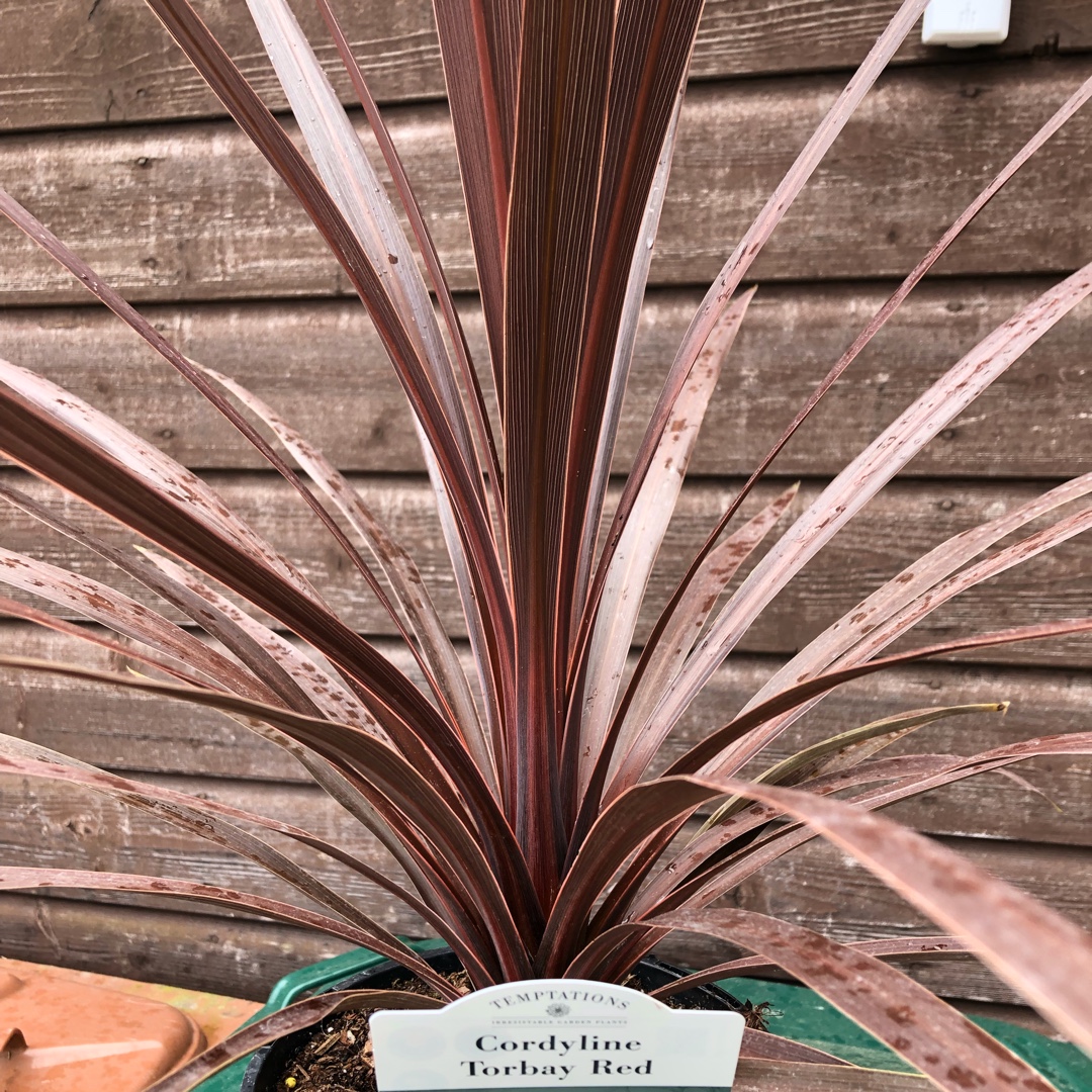 Cordyline australis Torbay Red in the GardenTags plant encyclopedia Cabbage Palm Torbay Red in the GardenTags plant encyclopedia