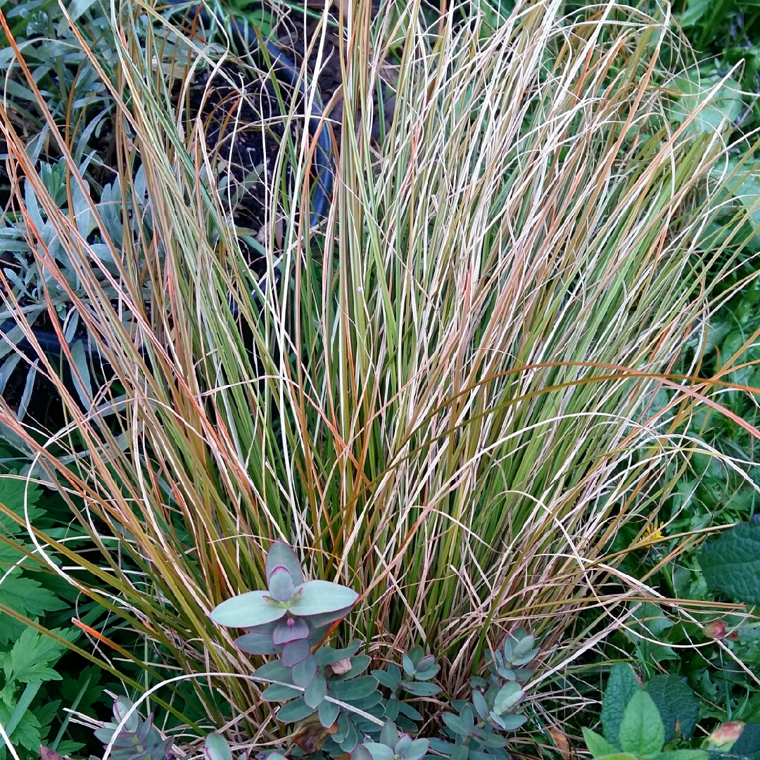Anemanthele lessoniana Sirocco syn. Stipa arundinacea Sirocco in the GardenTags plant encyclopedia Pheasants Tail Grass Sirocco in the GardenTags plant encyclopedia