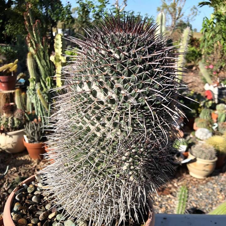 Mammillaria gigantea in the GardenTags plant encyclopedia Mammillaria Gigantea in the GardenTags plant encyclopedia