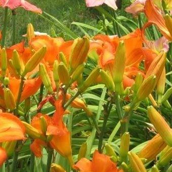 Hemerocallis Mauna Lowa in the GardenTags plant encyclopedia Daylily Mauna Lowa in the GardenTags plant encyclopedia