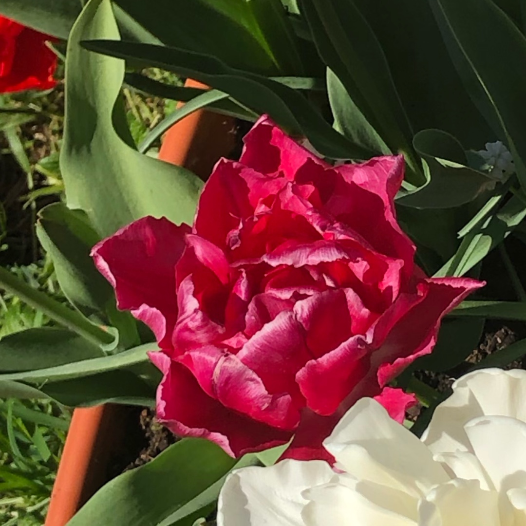 Tulipa Antraciet in the GardenTags plant encyclopedia Tulip Antraciet (Double Late) in the GardenTags plant encyclopedia