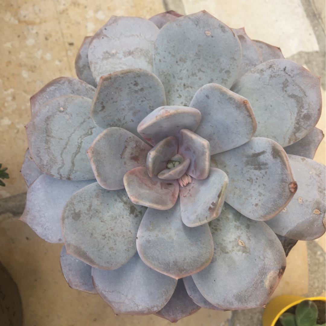 Pachyveria Asante Sana in the GardenTags plant encyclopedia Pachyveria Asante Sana in the GardenTags plant encyclopedia